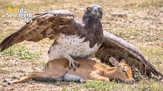16 Momentos Incríveis De Predadores Caçando Filhotes De Animais | Animais Selvagens