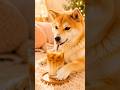カフェラテベース