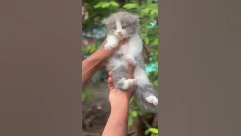 Watch the video about Persian cat grey with white @HarishFeatherFarms #cat #cats #persian #persiancat