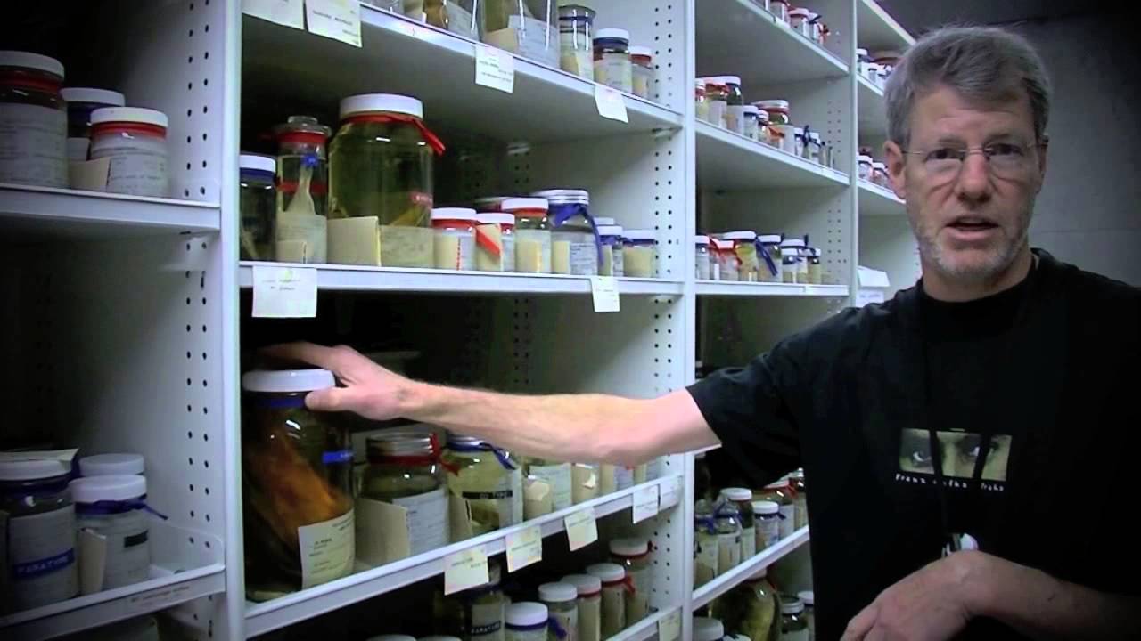 Fish Collectability Fish Type Collection at the Australian Museum - YouTube