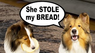 'She STOLE my BREAD!'  another Biscuit TALKY on Cricket 'the sheltie' Chronicles e066