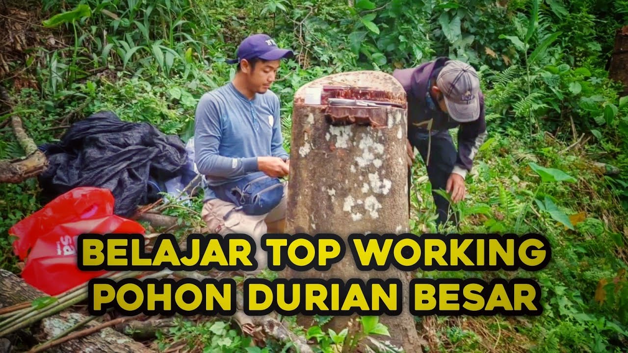 Pelatihan topworking pohon durian besar 