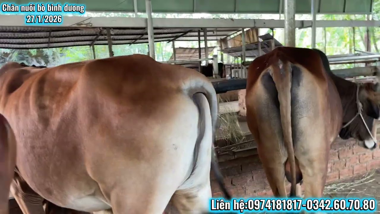 Bò vỗ béo!@channuoibobinhduong8373 