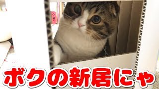 ダンボールは片付けさせない！な猫【スコティッシュフォールド】【Scottish Fold】