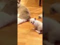 cuts cat #cat #study #subscribe #shorts #funny #meow #pets #comedy
