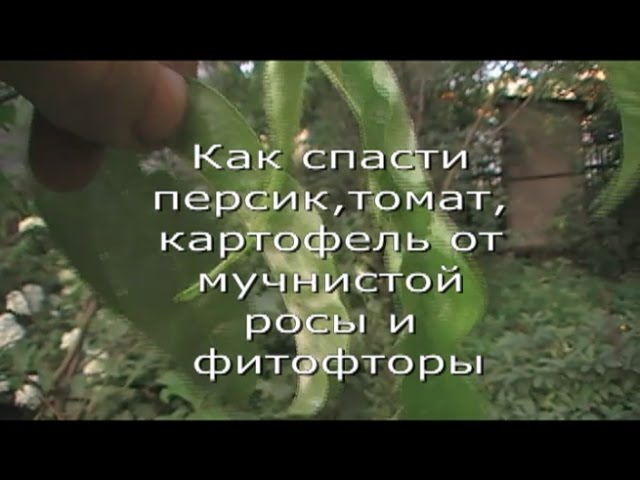 Как спасти персик,томат,картофель,яблоню и грушу от мучнистой росы и фитофторы сад огород выпуск 049