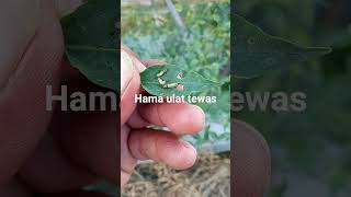 1jam seprai hama ulat langsung tepar #hamaulat #tanamancabe #shorts