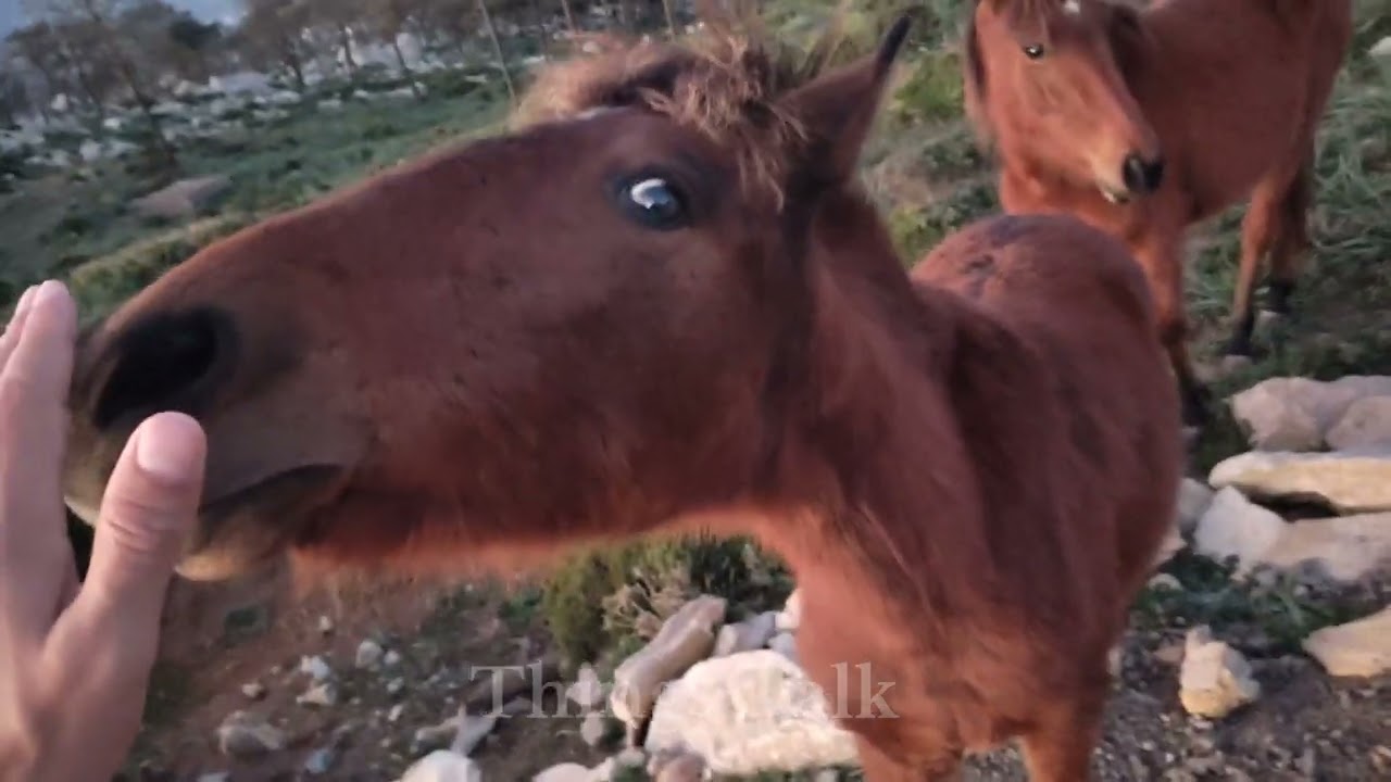 Wild horses approaching humans