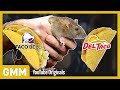 Which Fast Food Do Rats Prefer   EXPERIMENT