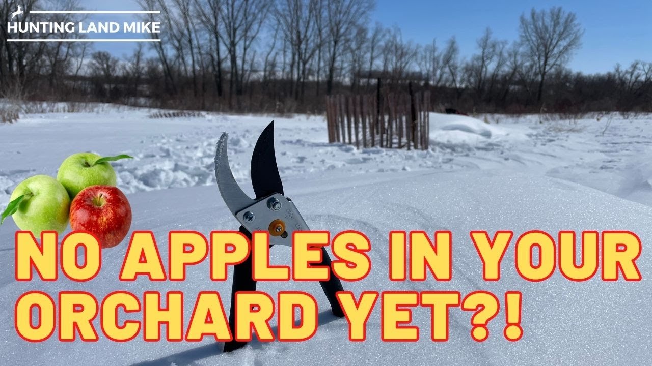 Pruning Young Apple Trees For Deer Hunting Orchard Part #1 - YouTube