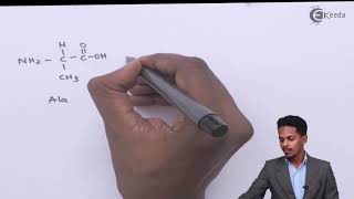 Pipetides Obtained form Gycline & Alanine - Biomolecules - Chemistry Class 12