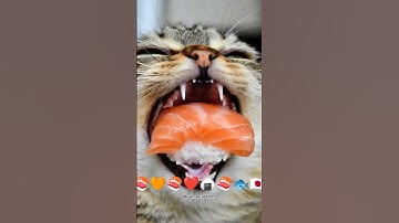 Salmon Tuna Shrimp Sushi 🍣cat ASMR 🦐😻サーモン 猫 えびトロ #Satisfying  #catasmr #shorts #viral