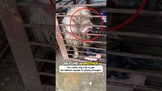 From a shivering cage to a warm bed. Watch her grow! #pets