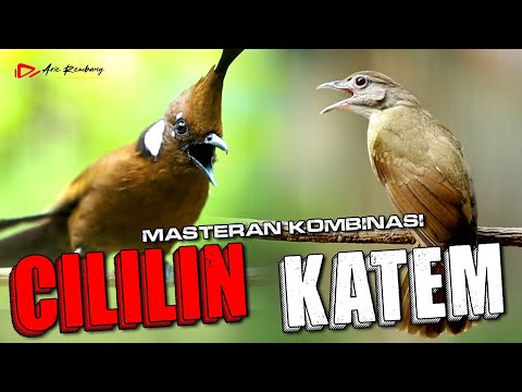 cililin vs kapas tembak