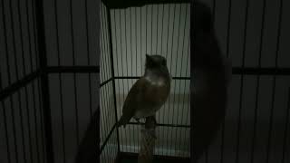 Download Lagu Burung SRDC Isian Besetan Dan Cucak cungkok MP3