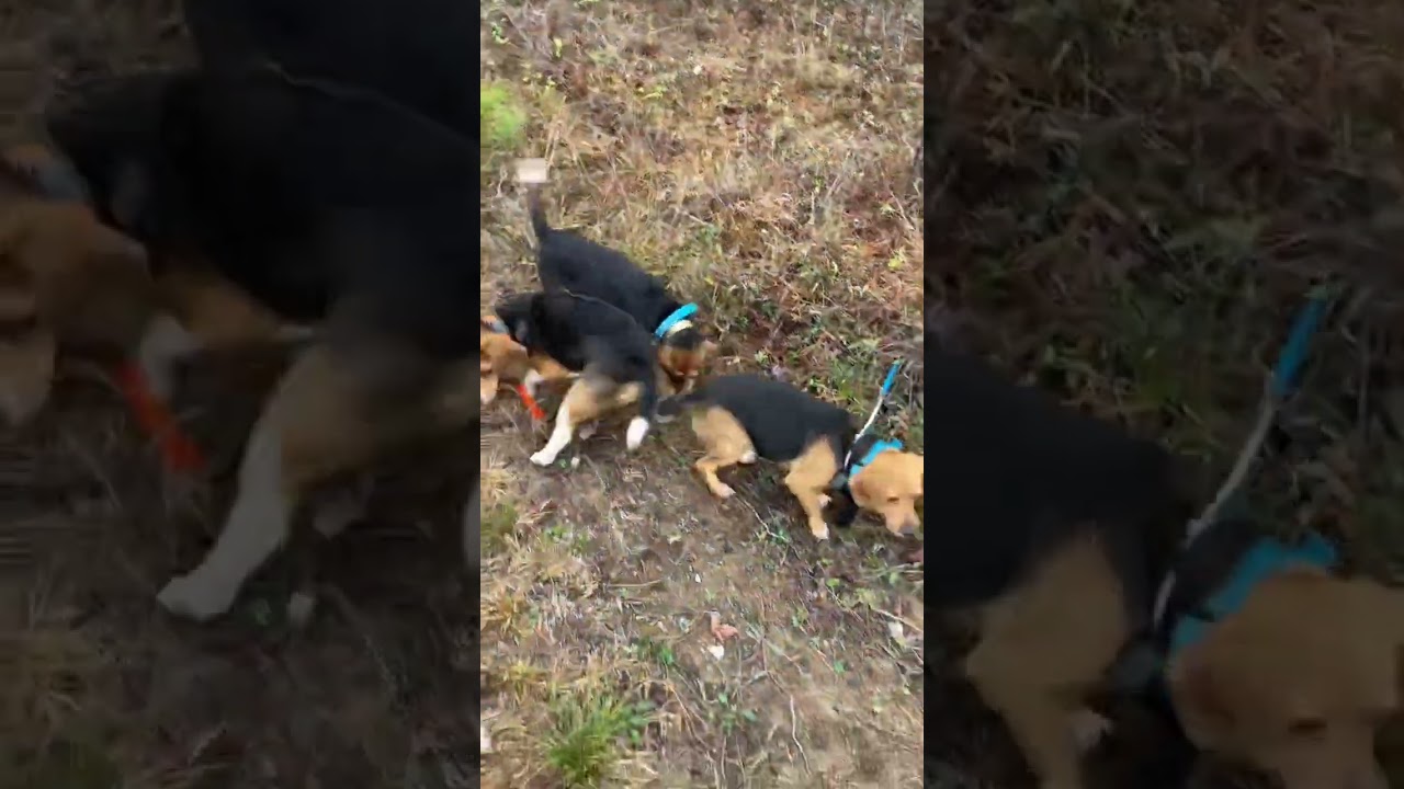 Early morning rabbit chase SC Style  Medium speed beagles