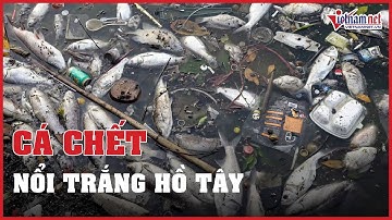 Hà Nội: Cá chết hàng loạt, nổi trắng mặt hồ Tây | Vietnamnet