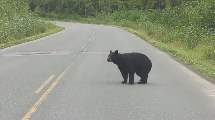 Bear Stop!