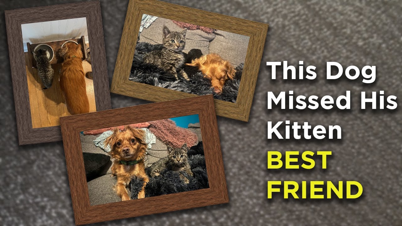 Dog DEMANDS His Kitten Foster Sister Be Adopted