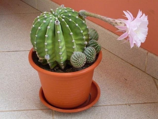 Cactus watering / podlewanie kaktusa - YouTube