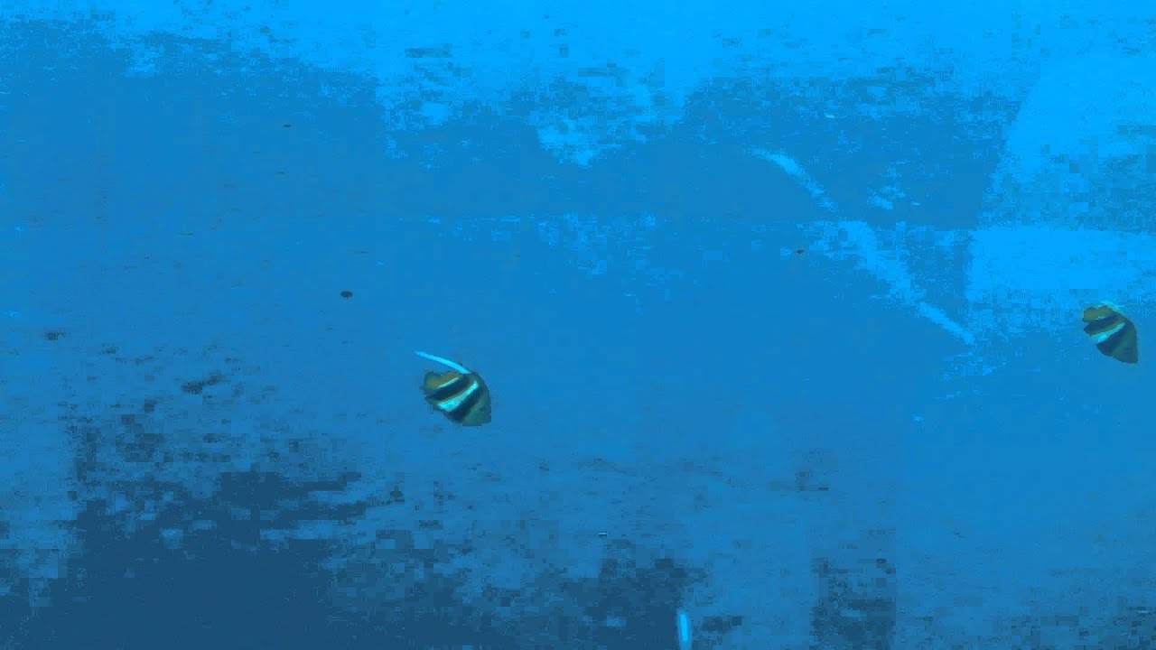 Yokohama Hakkeijima Sea Paradise - Dolphin Fantasy - Dolphins