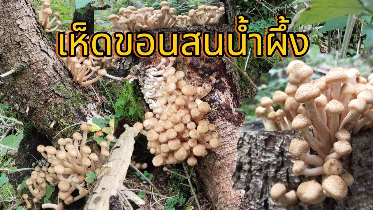 เก็บขอนสนน้ำผึ้ง มาไวมากปีนี้