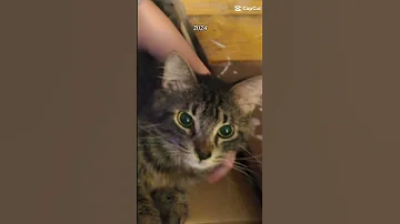 Milo 2024 Vs 2025 Cat Milothecat Flamescatmilo 
