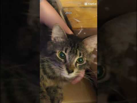 Milo 2024 Vs 2025 Cat Milothecat Flamescatmilo