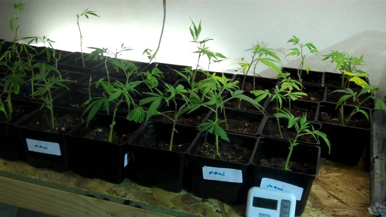 Marijuana My Personal Story By Jesus Cloning Room