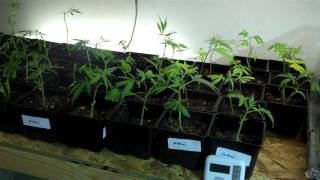 Marijuana My Personal Story By Jesus Cloning Room