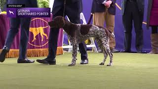 Pointers (German Shorthaired) | Breed Judging 2024