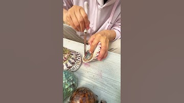 #pearl #seafood #hunting pearls #picking pearls #fishing #food #satisfying #relax #fish #outdoors