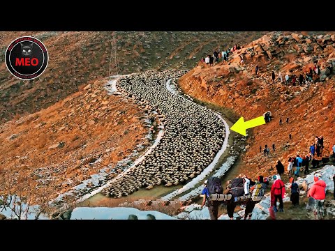 Incredible Moments Caught on Camera (P96)