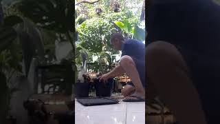 Monstera Deliciosa Repotting And Staking