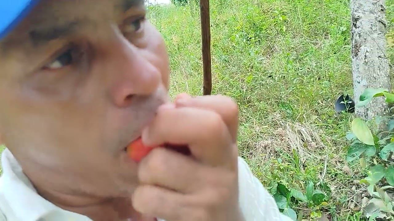 Vamos conhecer o coco da pupunha.