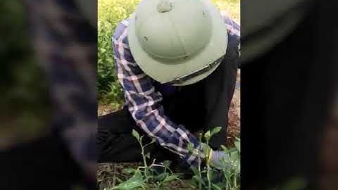 Thôn sây cầu xã trù hựu huyện lục ngạn tỉnh bắc giang (2) mô hình làm vườn hoa quả sạc