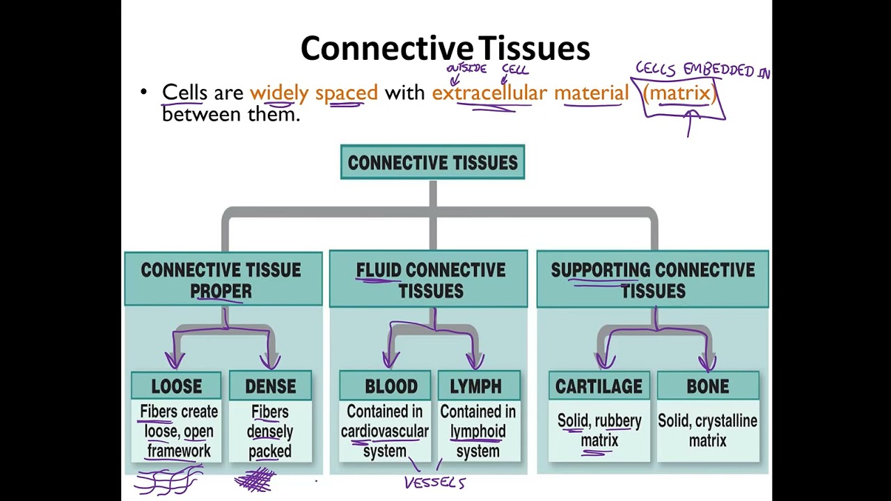 BIOL 190 Histology Lecture Part 2 YouTube