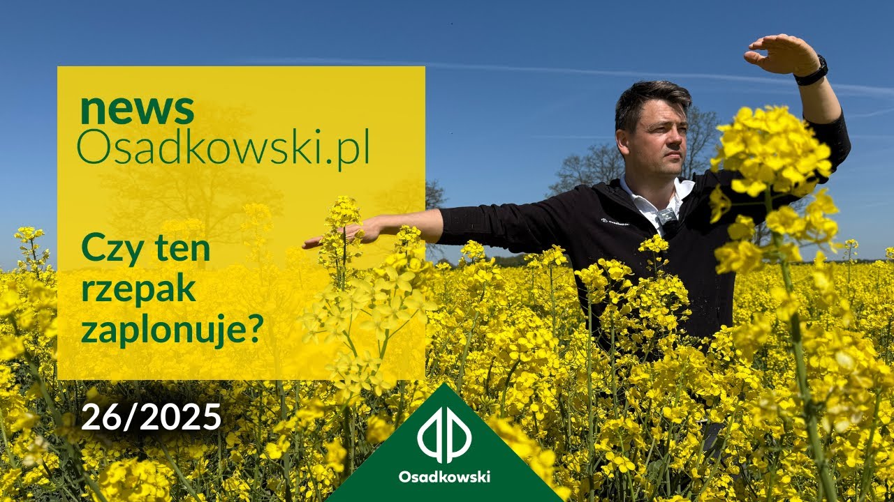 Niski rzepak w pełni kwitnienia - ocena potencjału i zalecenia