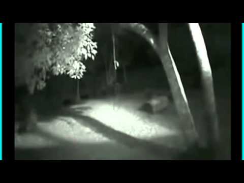 Vrai Loup Garou Real Wherewolf Youtube Vrai Loup Garou Real Wherewolf Youtube