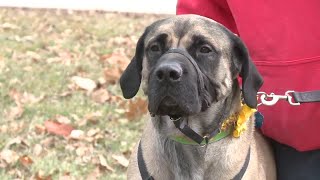 Stray, unwanted animals find sanctuary at Hero’s Haven in Delaware County