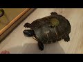 cuidados para una tortuga bebe