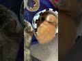 One of our kittens and her mom, when she was just starting to eat solid food.