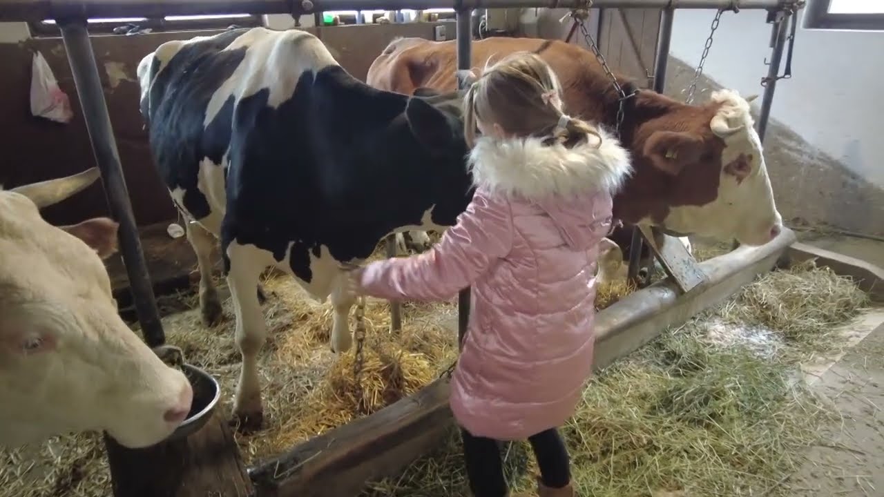 JA SAM ZADOVOLJAN STOČAR! Još ako mi unuci ostanu na farmi neće biti srećnijeg čoveka od mene!