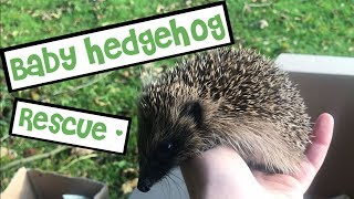 Rescuing a Baby Hedgehog!