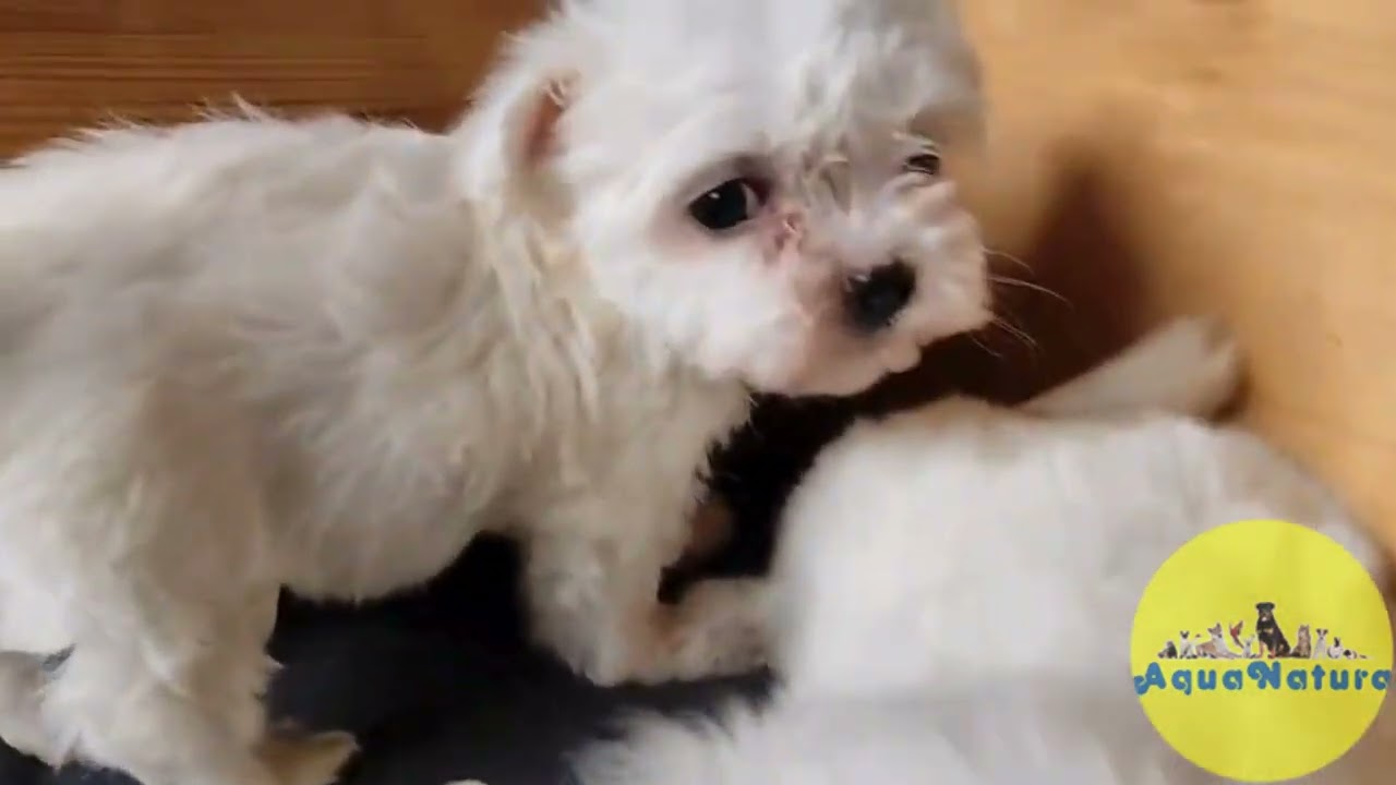 Camada Bichon Maltes Machos - AQUANATURA
