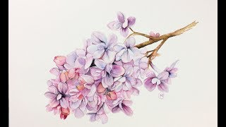 lilac watercolor flowers painting watercolour demonstration pencil cotton pressed