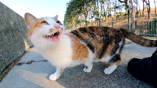 上目遣いで見つめながら足にすり寄ってくる三毛猫が可愛すぎる