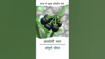 मक य 