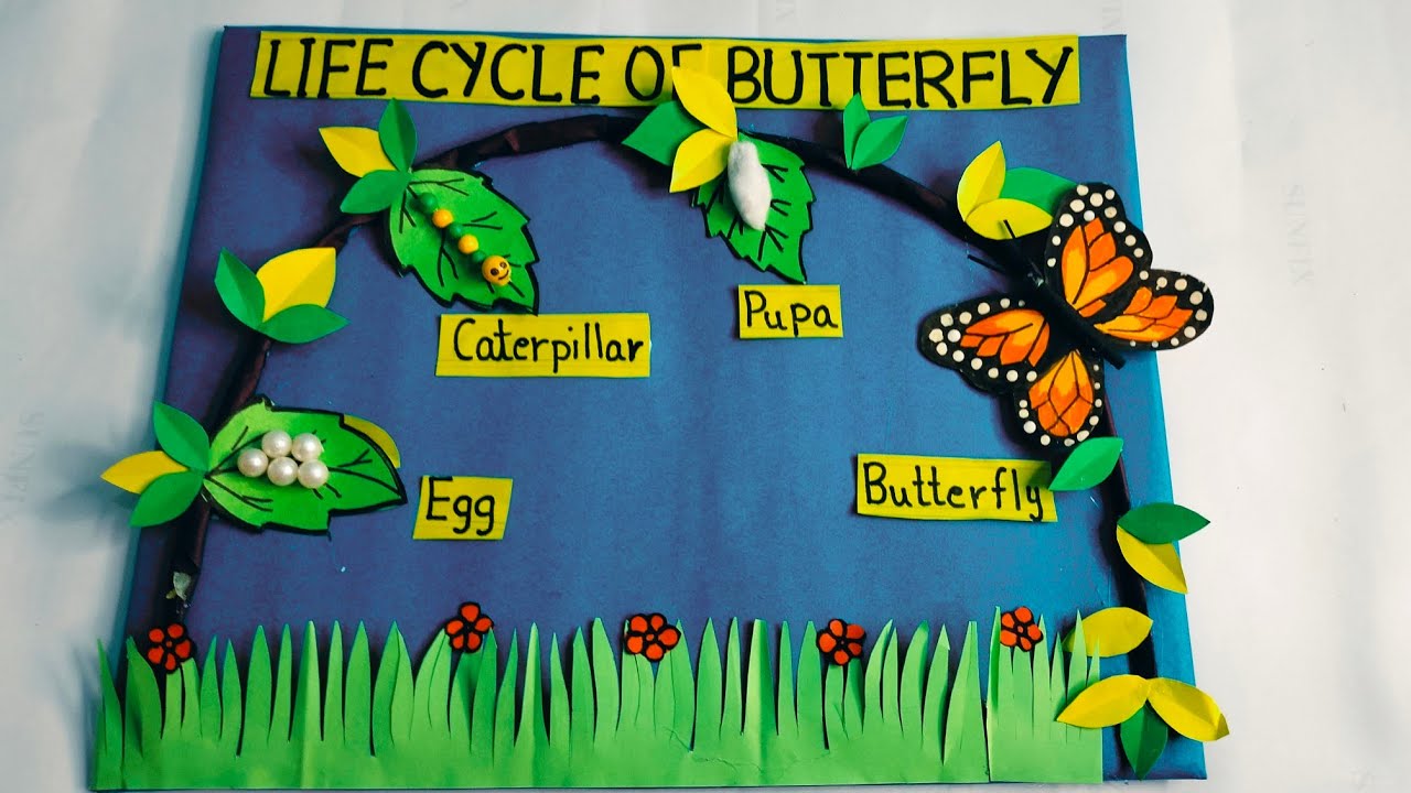 Life Cycle Of Butterfly Life Cycle Of Butterfly Model Life Cycl School Maxresdefault