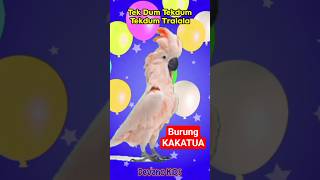 Burung Kakatua Hinggap di Jendela | Lagu Anak Anak Balita Populer Terbaik Indonesia